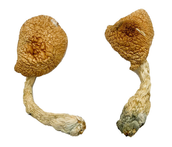 Psilocybe-Azurescens-Mushroom.jpg Psilocybe Azurescens - Image 1