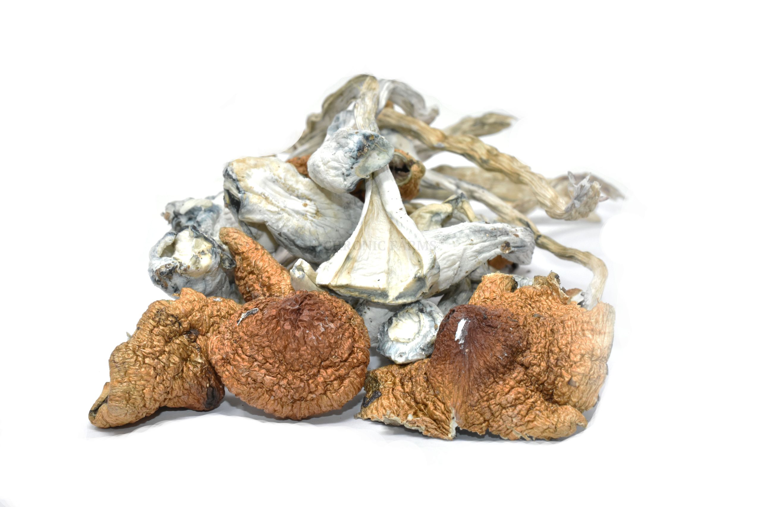 jedi-mind-fuck-mushroom.jpg Jedi Mind Fuck (JMF) - Image 1